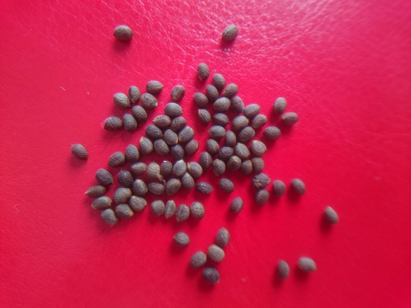 Wilczomlecz Białounerwiony (Euphorbia leuconeura) - nasiona