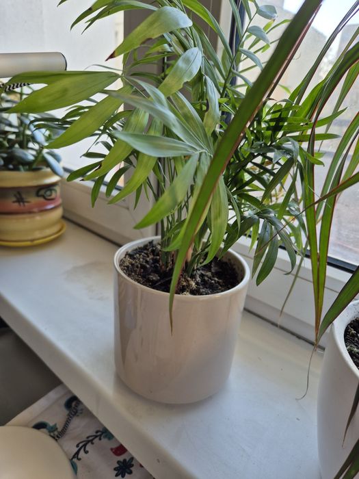 Palma Howea w ładnej doniczce