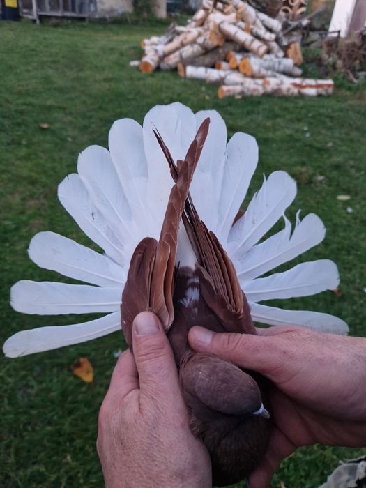 Orliki szariki gołębie