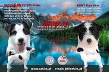 Szczenie Jack Russell Terrier po Championach, FCI ZKwP, ZIMA 2025