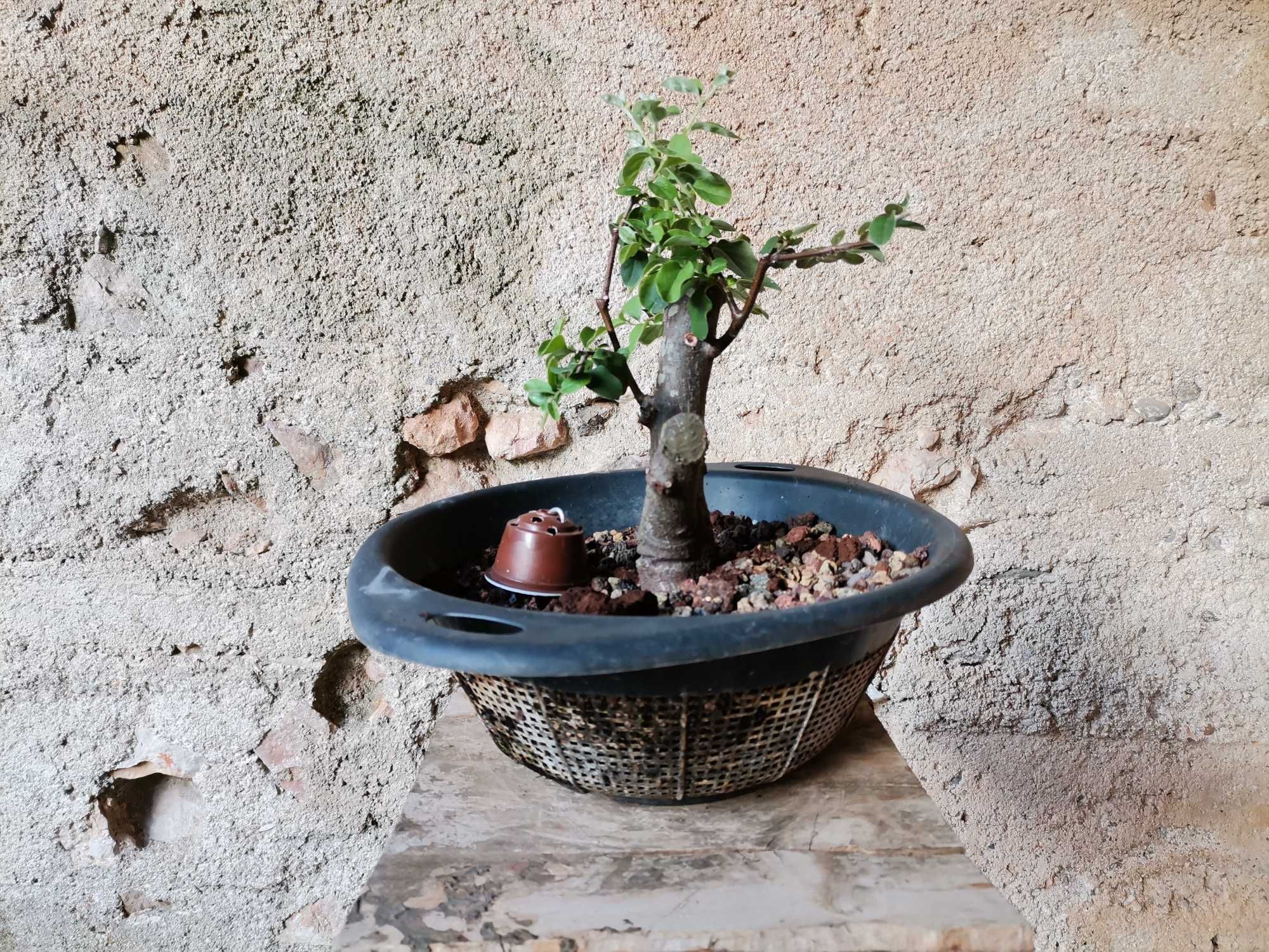 Pré-Bonsai de "Pyrus" (Pereira) - *VENDA URGENTE (DESOCUPAR)*