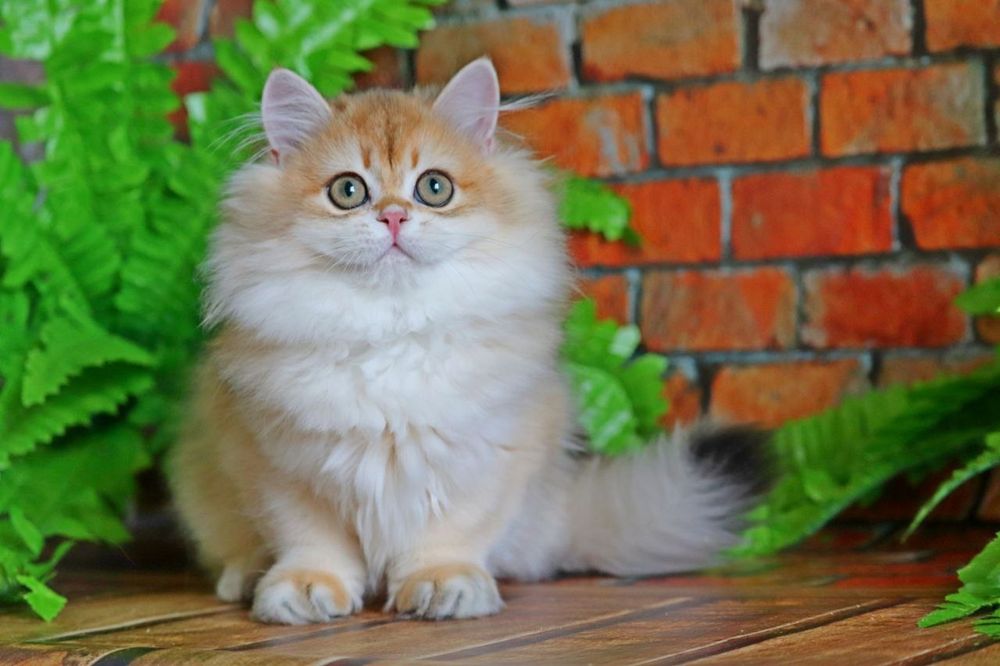 Золота шиншилла хайленд хлопчик