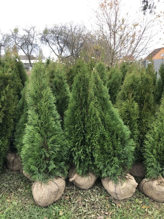 Продам туї Смарагд