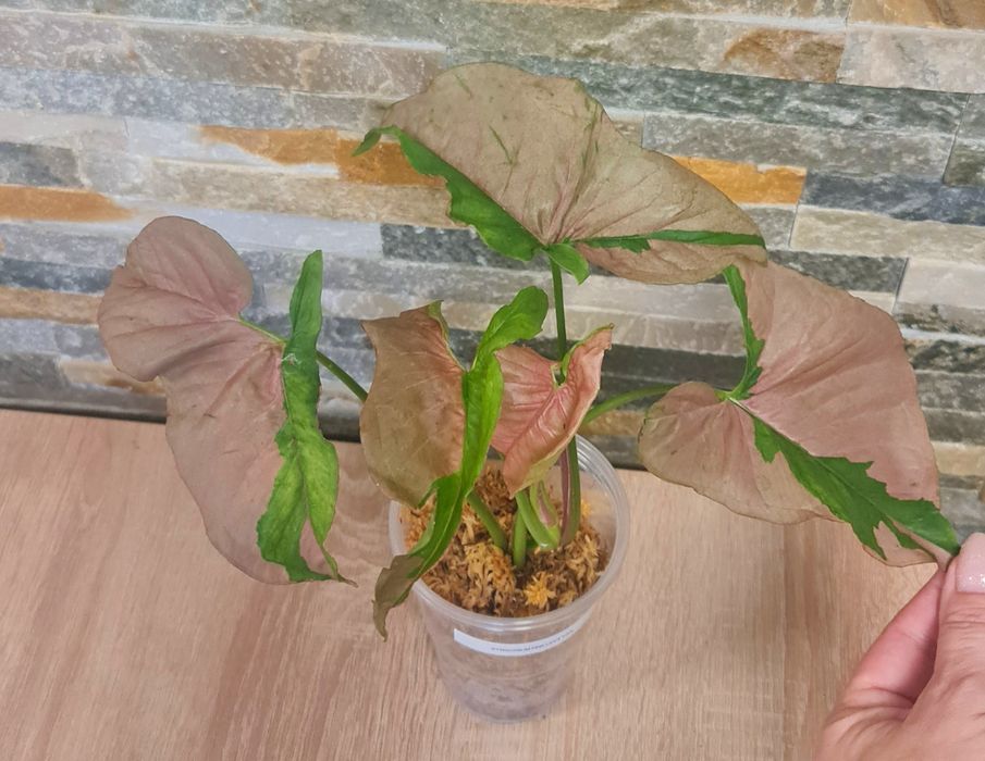 Syngonium Pink Lava var.32cm