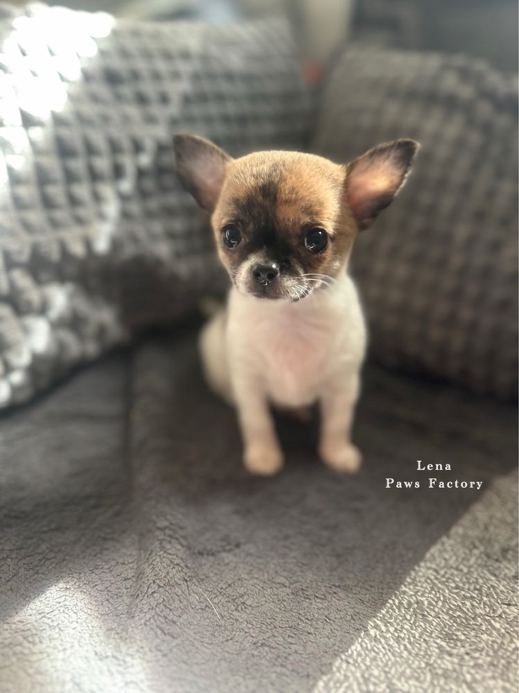 Unikatowa malutka chihuahua biała z pręgami