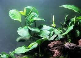 GB IN-VITRO anubias barteri rośliny akwariowe