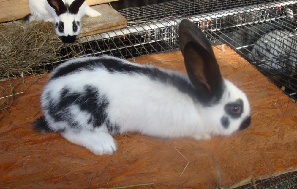 Кролики Строкач. Самець 5,5 міс