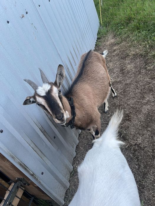 Koza  1,5 roku mloda zakocona