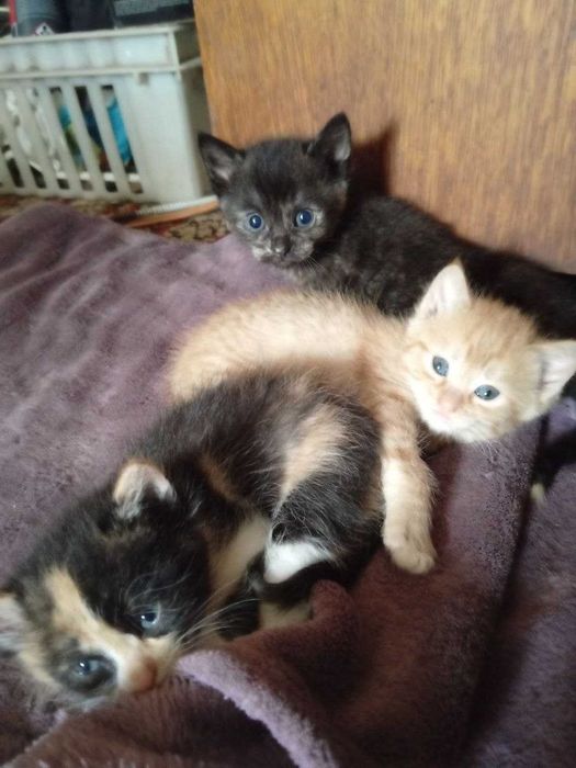 Котенята в добрі руки