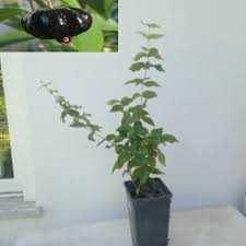 plantinhas de pitanga vermelhas e negras