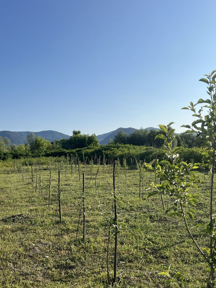 Продам земелну ділянку площею 8 га.