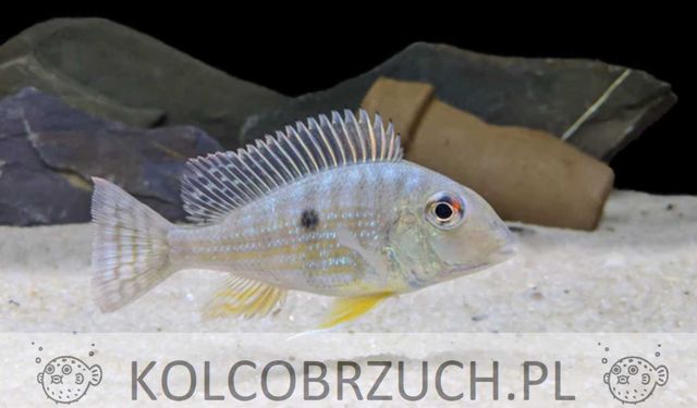 Ziemiojad Rio Caqueta - Geophagus - ODŁÓW - WF - dowóz, wysyłka