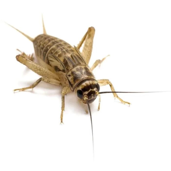 Świerszcze domowe 0.8-1cm 200-250szt+heatpack