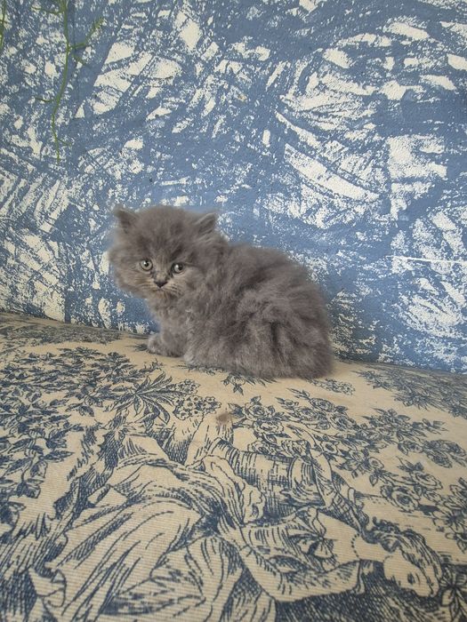 Gato cinza persa bebé