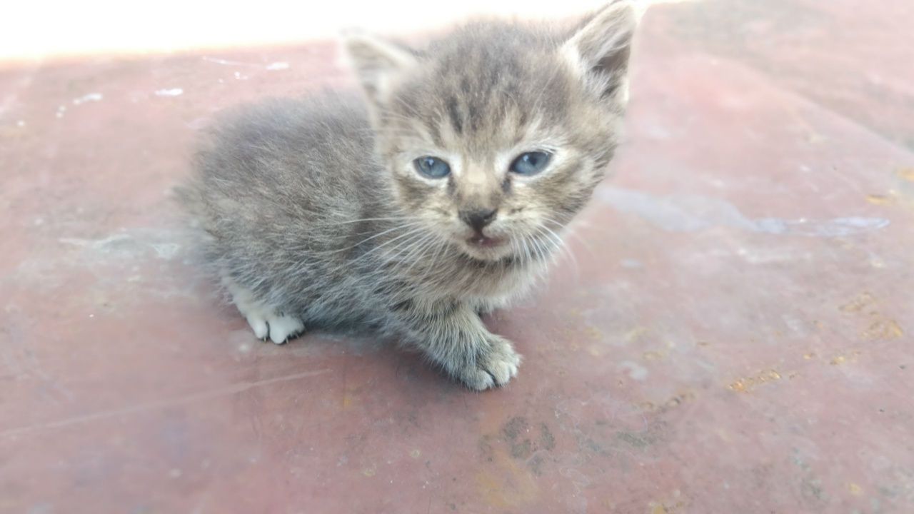 Кошенята безкоштовно