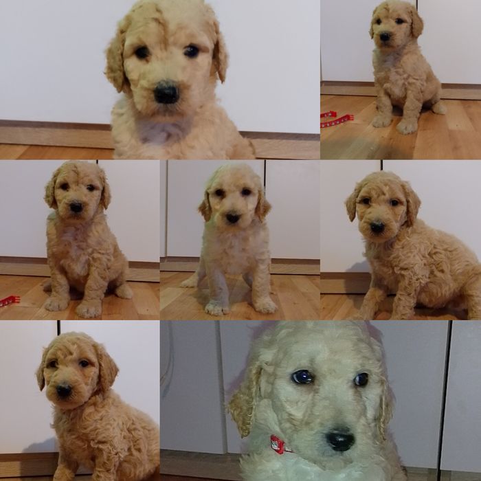 Pudel standard płowy