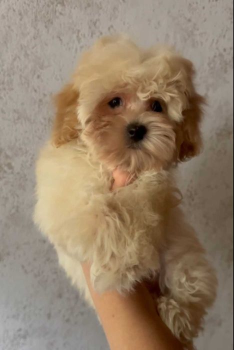 Нежная красотка мальтипу.