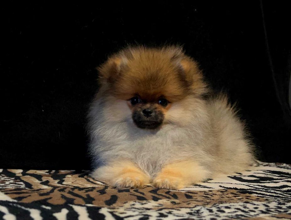Szpic miniaturowy, Pomeranian - REZERWACJA