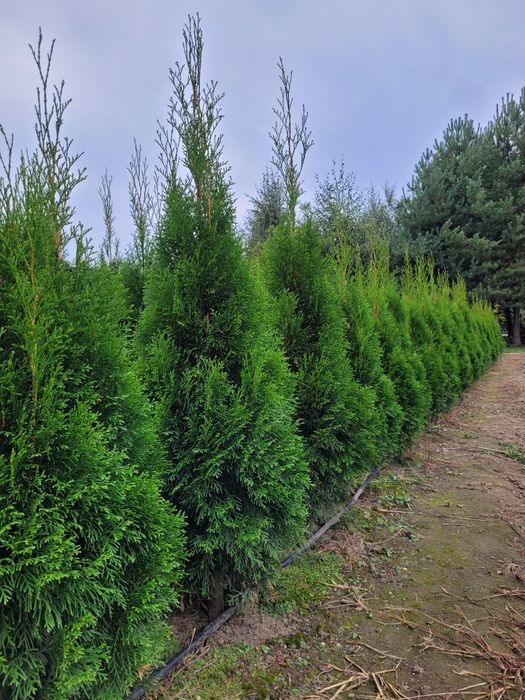 Tuje Szmaragd krzewy