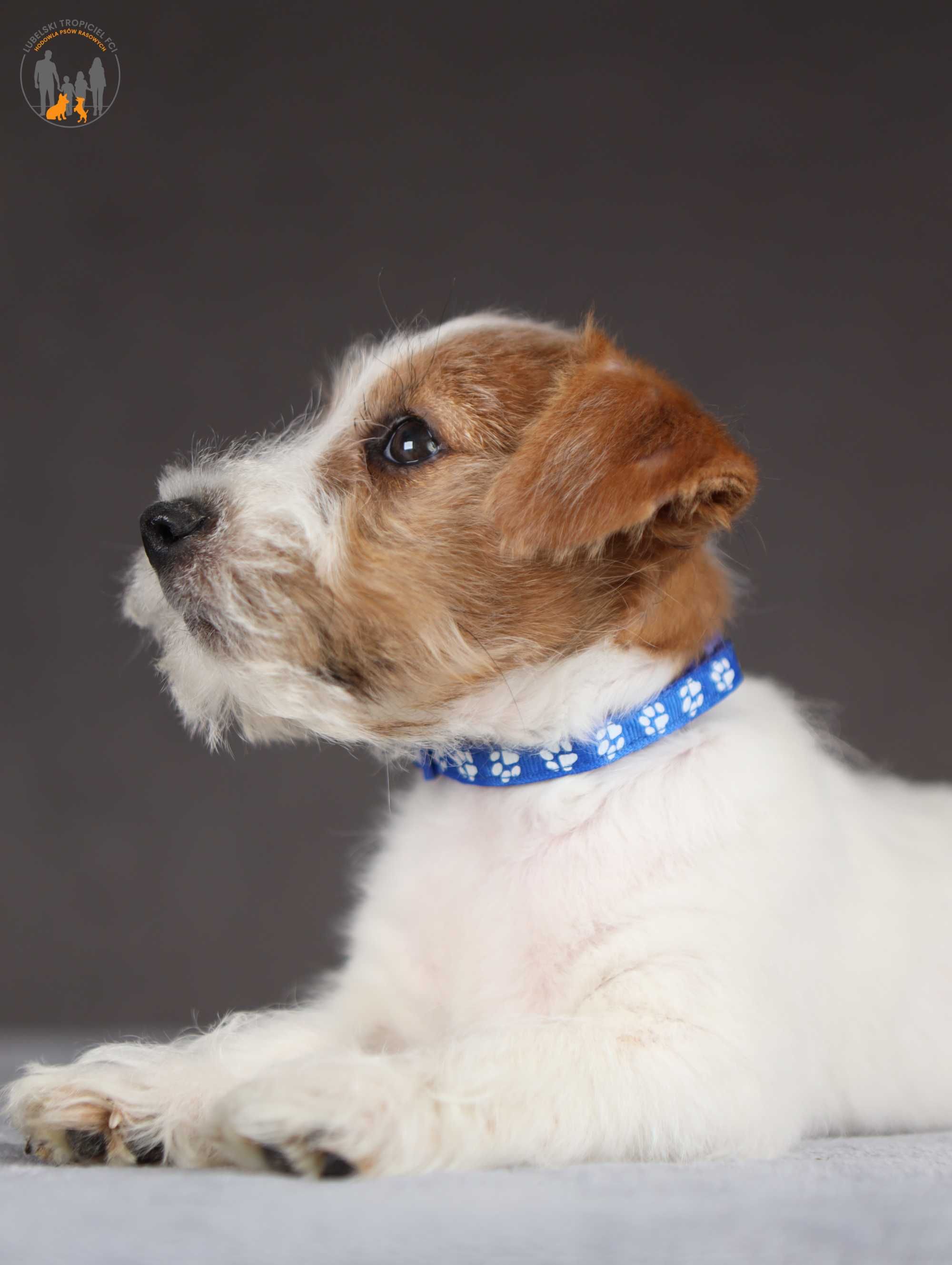 Jack Russell Terrier ZKwP FCI piękny piesek po Ch.PL rezerwacja