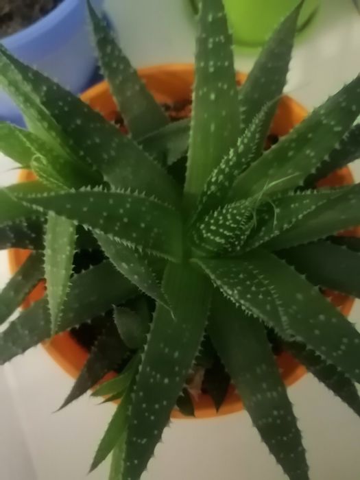 Продам, продам, продам