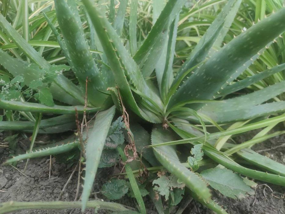 Продам квітку Алое Вера