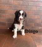 Border Collie, Piesek z Rodowodem, Rodzice przebadani, Dingo