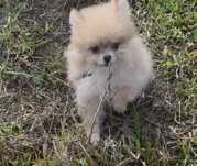 Menino spitz anao
