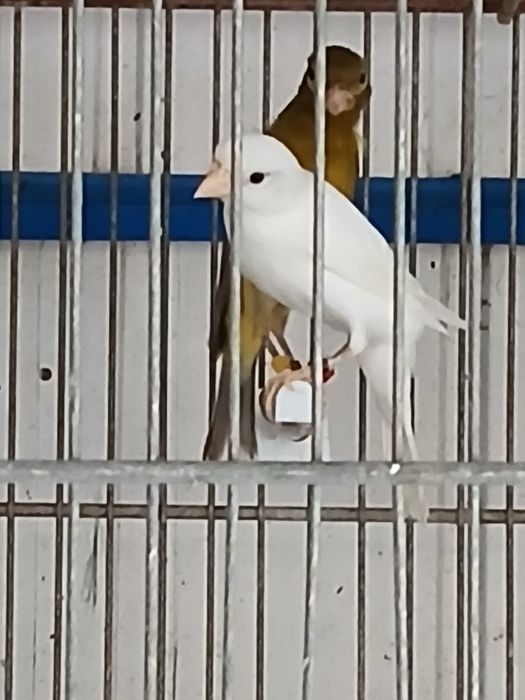 Canários osso japonês e alerquim