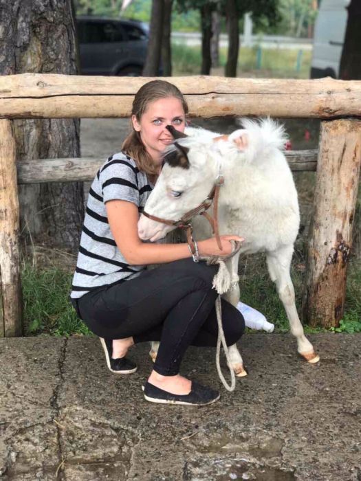 Продам кобылка пони Морковка