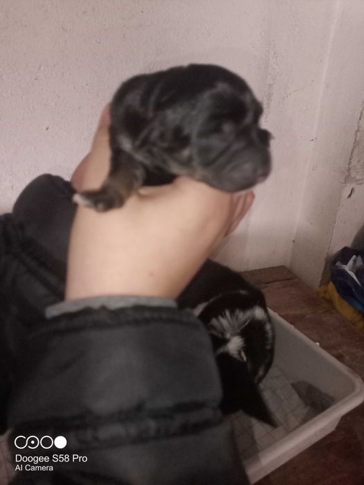 Oddam pieski pieska szczeniaki szczeniaka