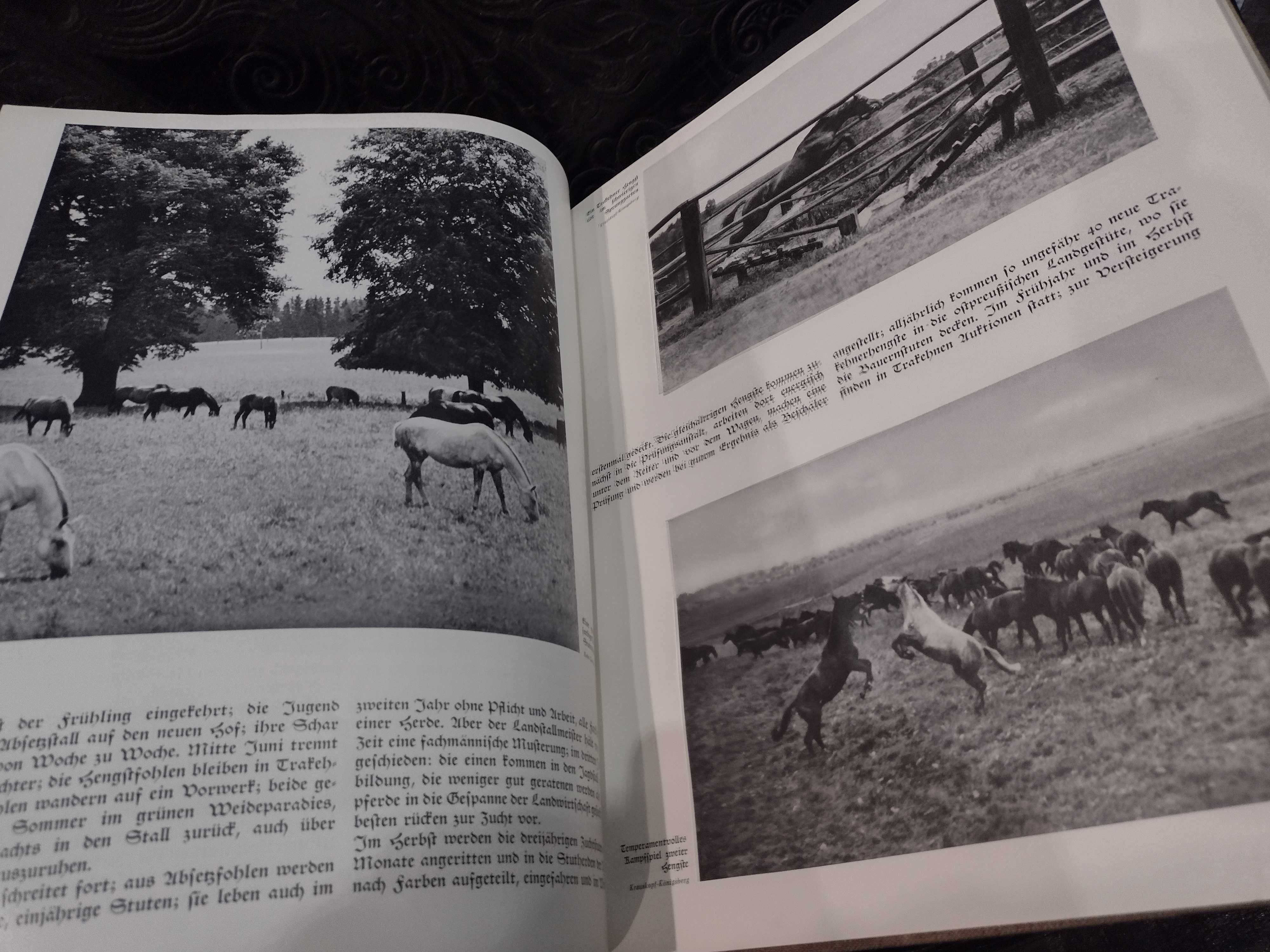 Paul Eipper 1938 Das Saustierbuch