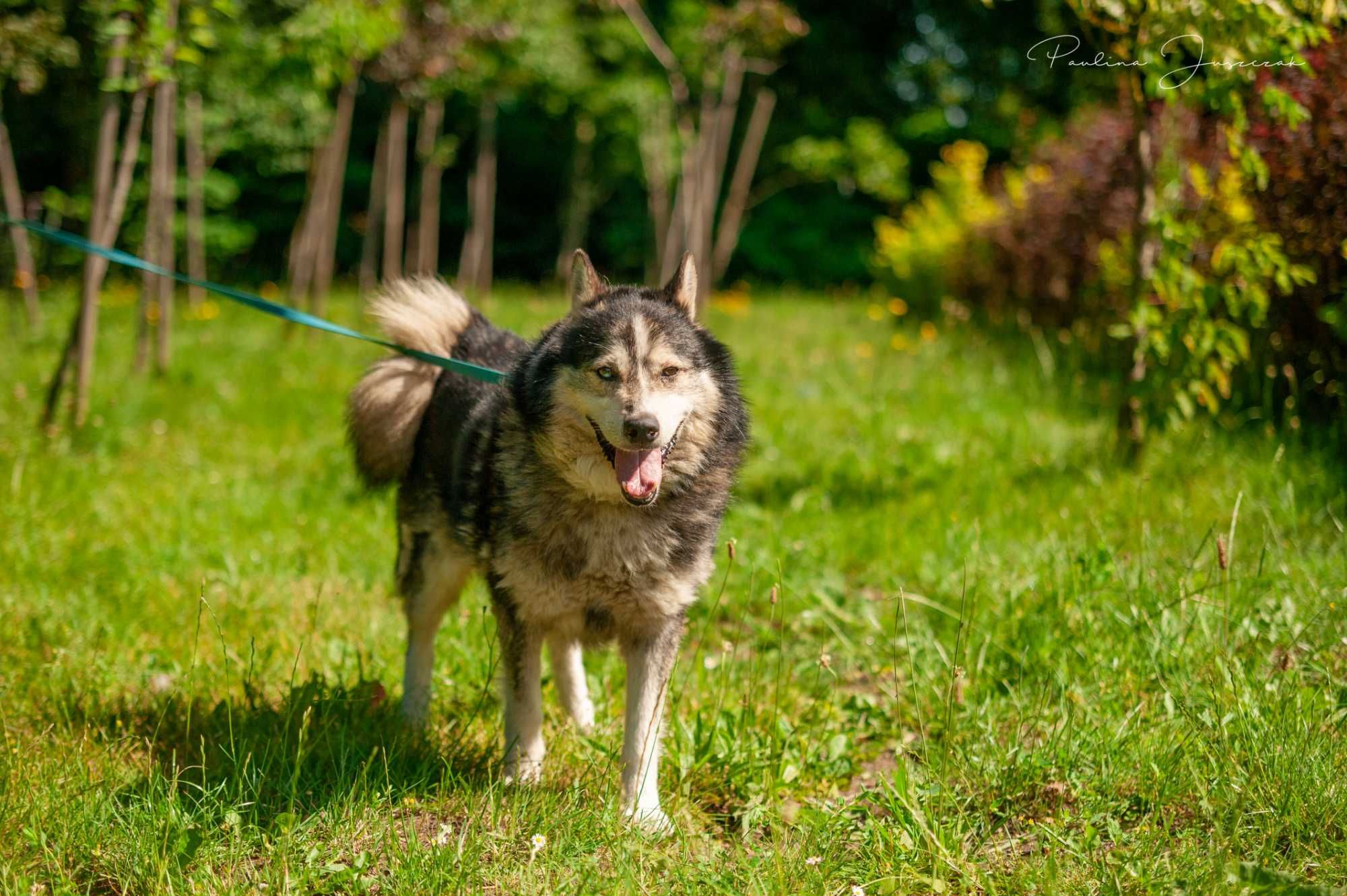 Otis w typie husky czeka na kochający dom...