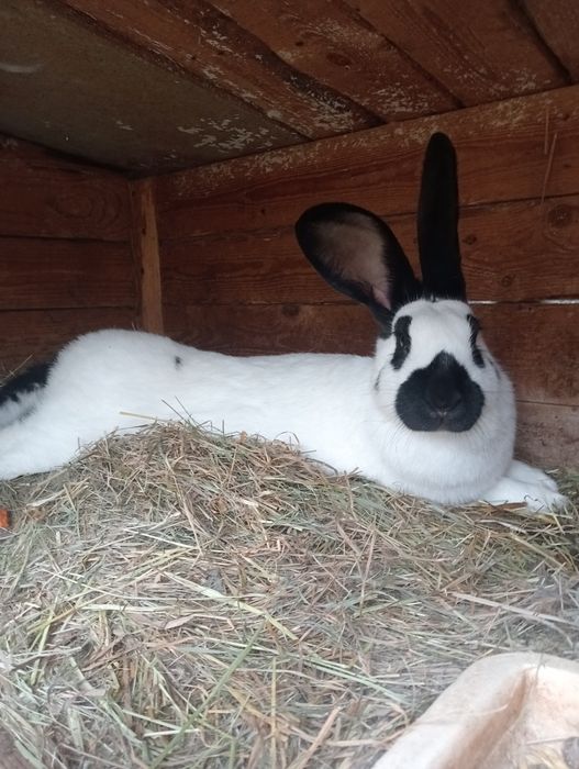 Samica srokacza zakocona