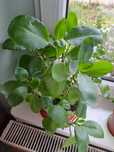 Żyworódka pierzasta Pinnata