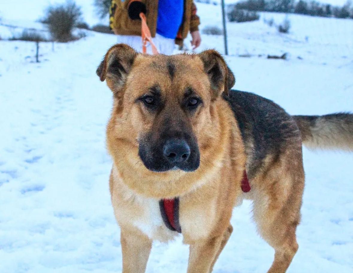 Macho - do adopcji
