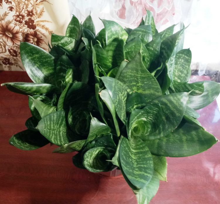 Сансевиерия Ханни (Sansevieria Hahnii)