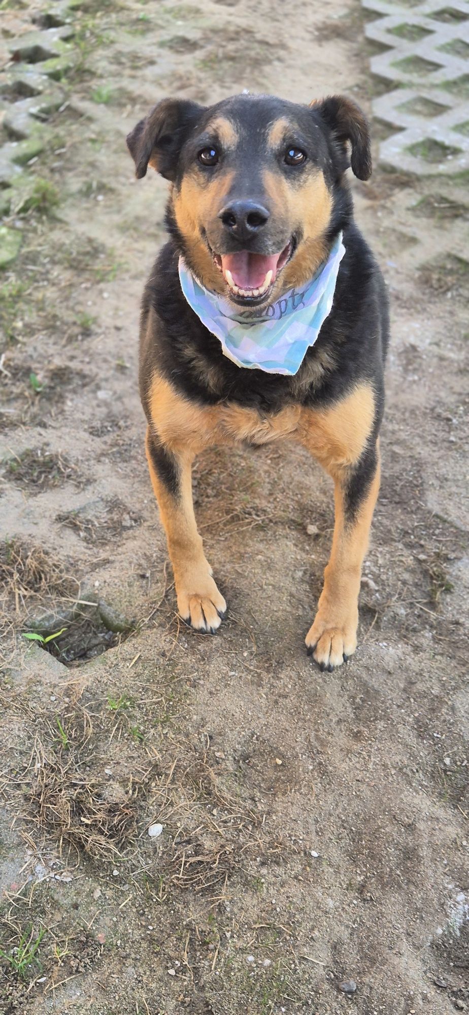 Piesek okolo 7 lat