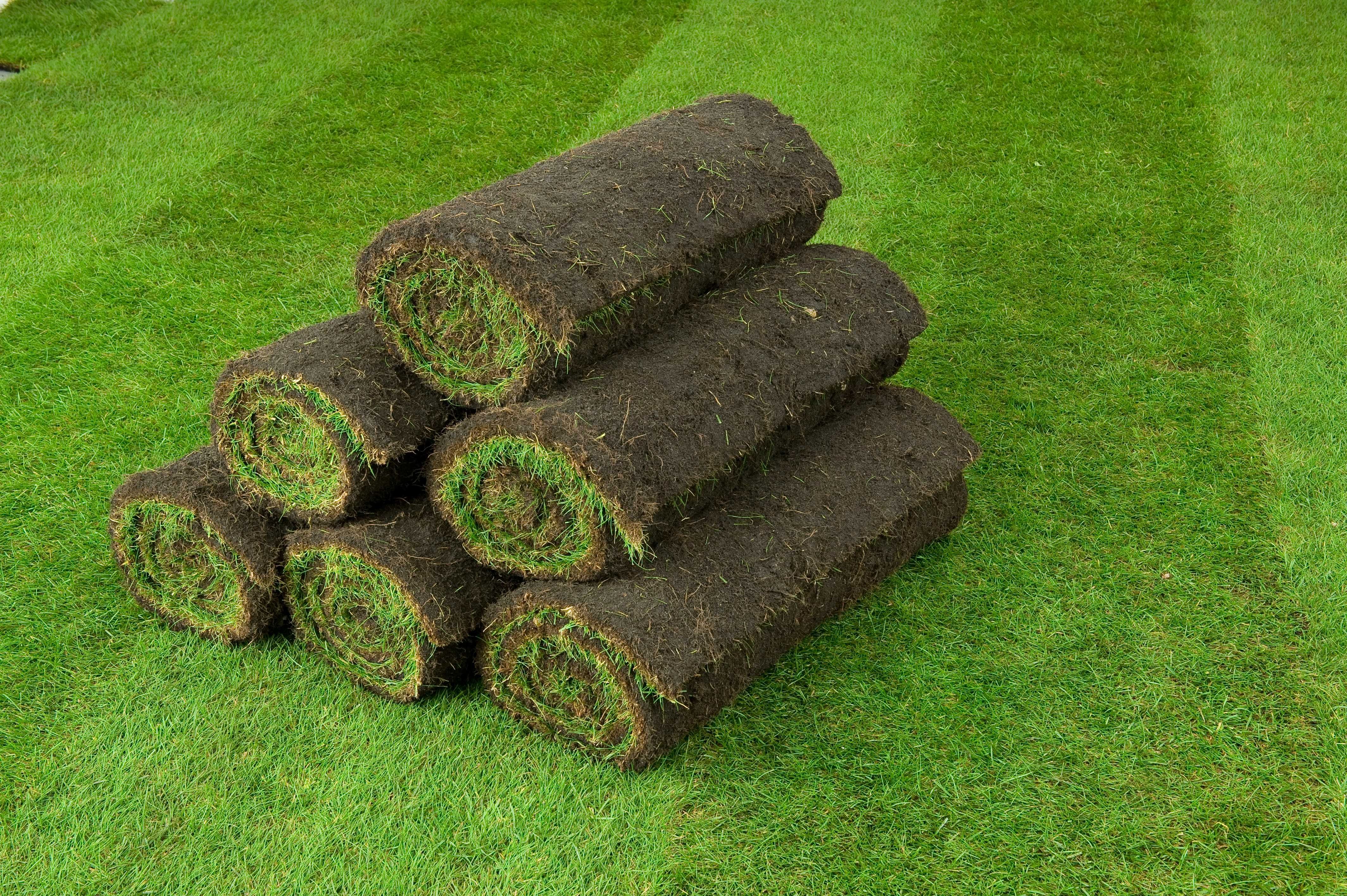 Trawa rolowana premium trawa z rolki trawa w rolkach zielona trawa