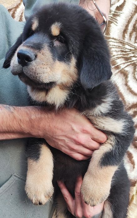 Кавказький Вовкодав