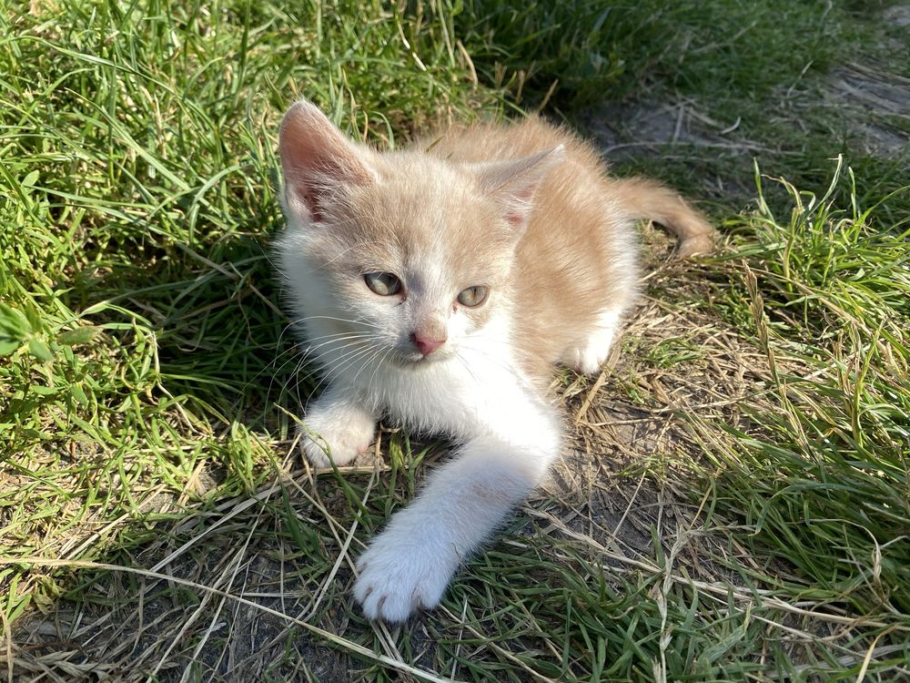 Кошеня(Володимирець)