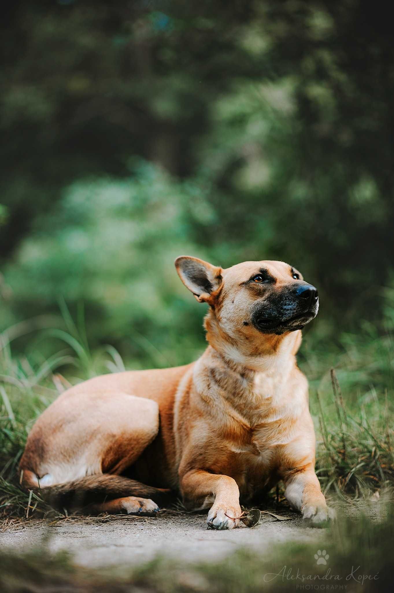 Mona suczka 3 lata  owczarek typ Malinois