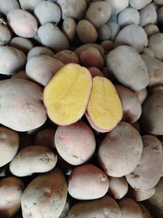 Ziemniaki odmiana Red Sonia oraz Anuschka pakowane w worki po 15 kg