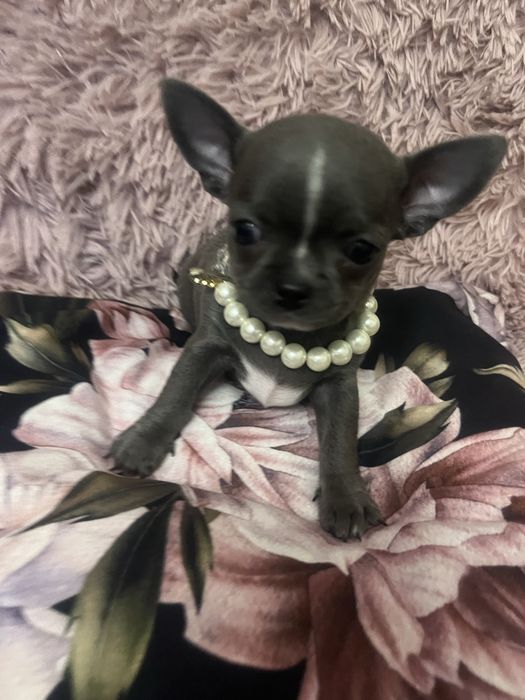 Szczeniaczek chihuahua