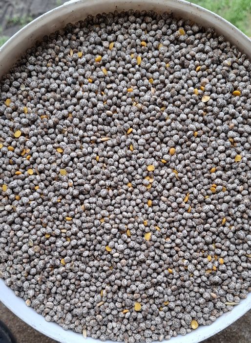 Łubin żółty słodki