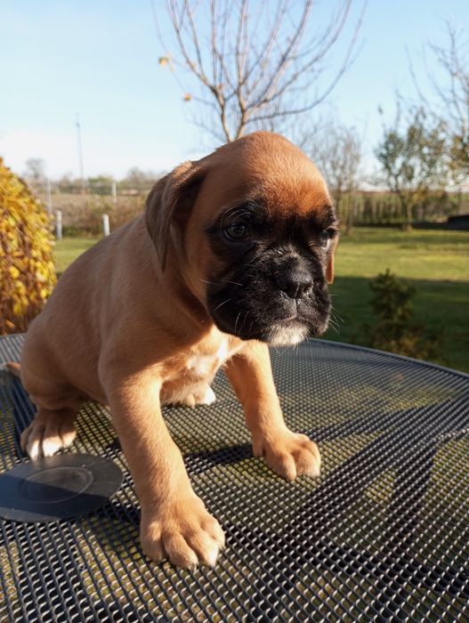 Bokser szczeniak pies