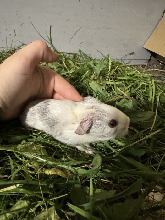 Świnki morskie Kawia