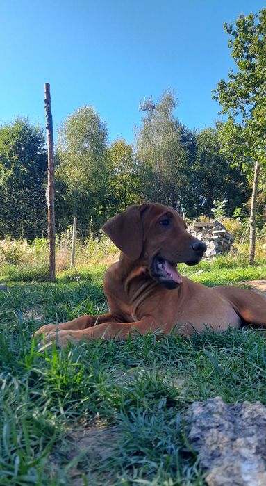 Wyjątkowy Rhodesian Ridgeback ZKwP/FCI – szczeniak z top rodowodem