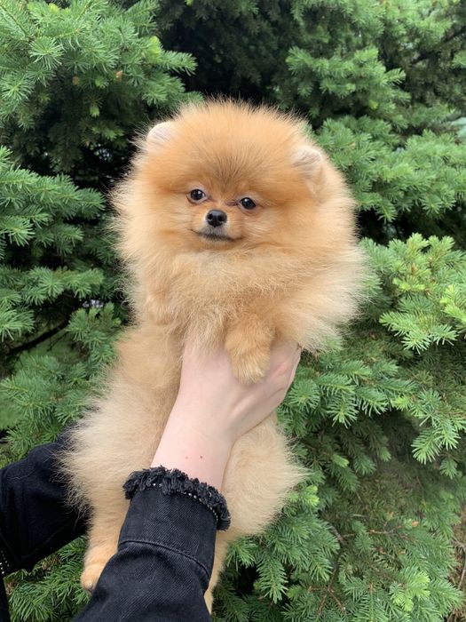 Померанский шпиц . Купите себе  счастье