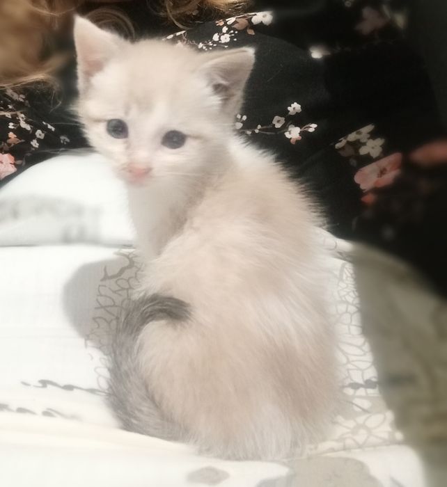 Віддам безкоштовно